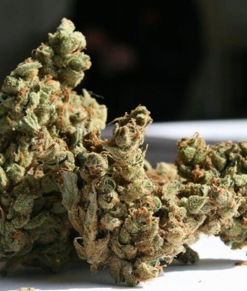 Cannabissamen Amnesia feminisiert von Superstrains / Hypro – Bild 2
