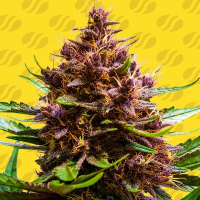 Auto Pink Rozay x Strawberry Banana