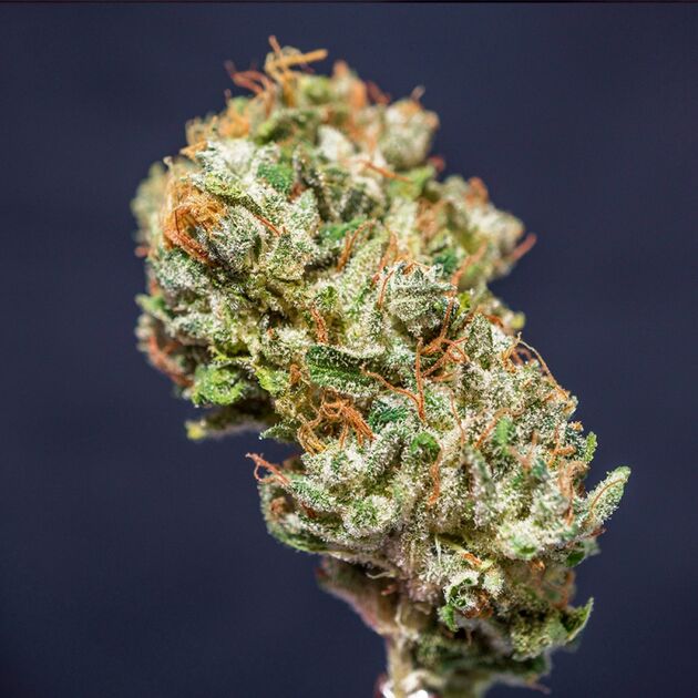 Graines de cannabis Frosty Friday Régulier de Super Sativa Seed Club pour intérieur et extérieur – image 2