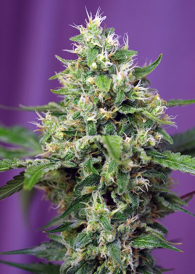 Auto Sweet Amnesia Haze XL