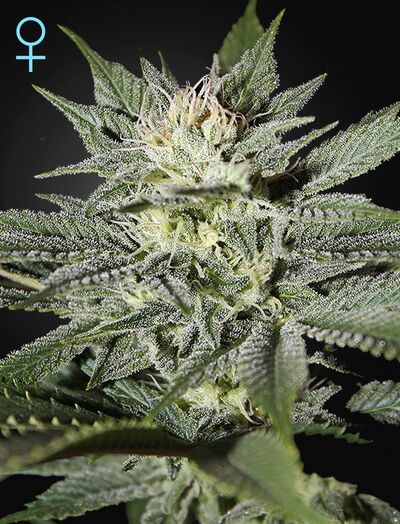 King's Kush CBD
