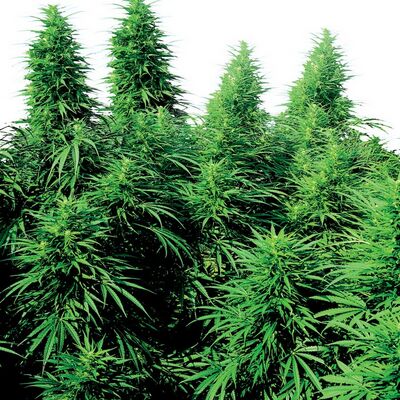 Ruderalis Skunk Régulier