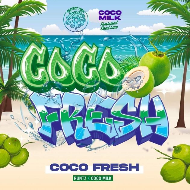 Graines de cannabis Coco Fresh féminisées de Perfect Tree Seeds pour intérieur et extérieur – image 4