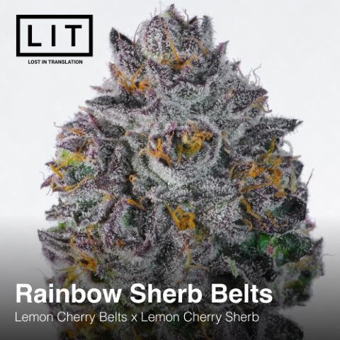 Cannabissamen Rainbow Sherb Belts feminisiert von LIT Farms – Bild 4