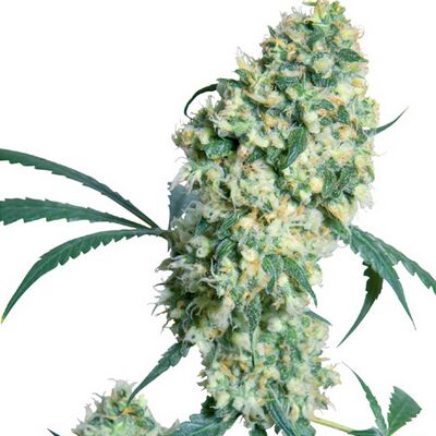 Ed Rosenthal's Super Bud Regular