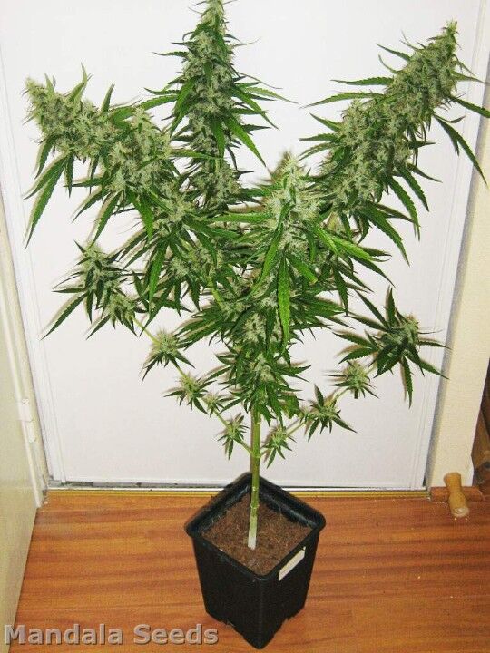 Graines de cannabis Beyond the Brain Régulier de Mandala Seeds pour intérieur et extérieur – image 2