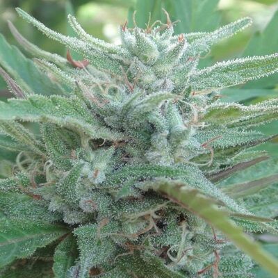 China Yunnan Standard Regular