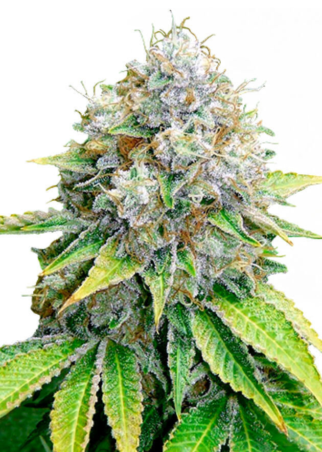 OG Kush feminised cannabis seeds by Royal Queen Seeds for indoor and outdoor