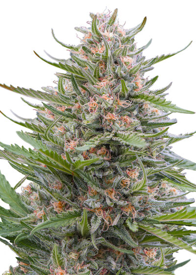 Auto Grape Ape