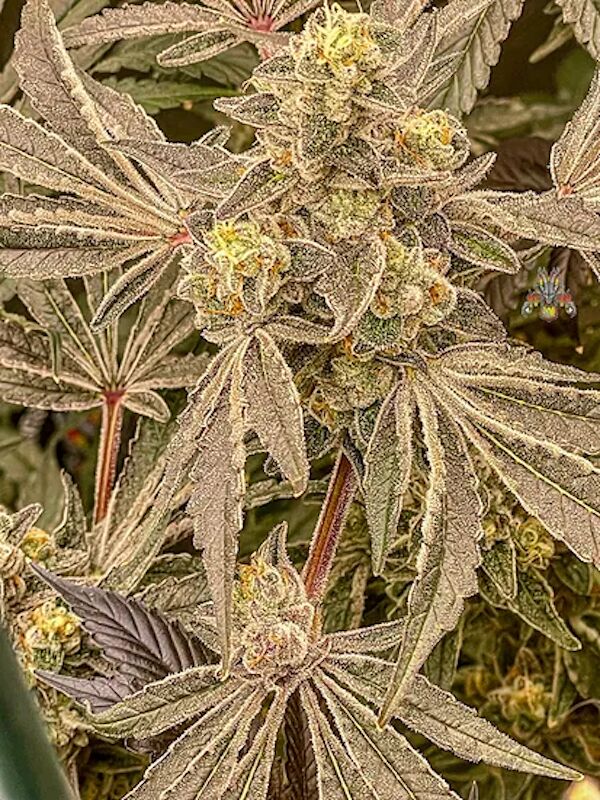 Grape Skunk Dog Regular cannabis seeds by Dragons Flame Genetics for indoor and outdoor – image 3