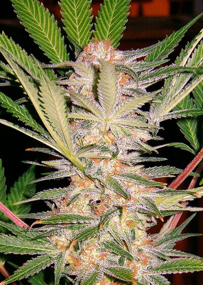 S.A.D. S1 (Sweet Afghani Delicous)