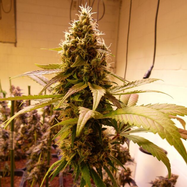 Graines de cannabis Where's My Bike V2.0 Régulier de Karma Genetics pour intérieur et extérieur – image 2