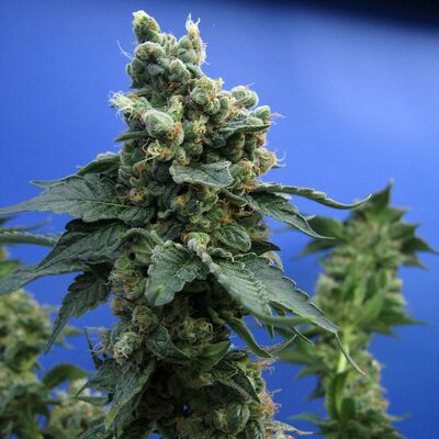 Sage'n Sour