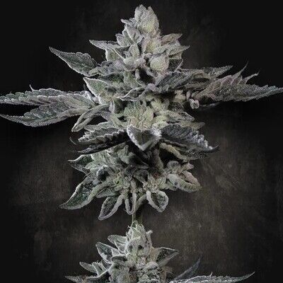 G-Force - Limited Edition