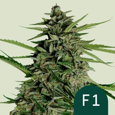 Auto Orion F1 (F1-Hybrid)