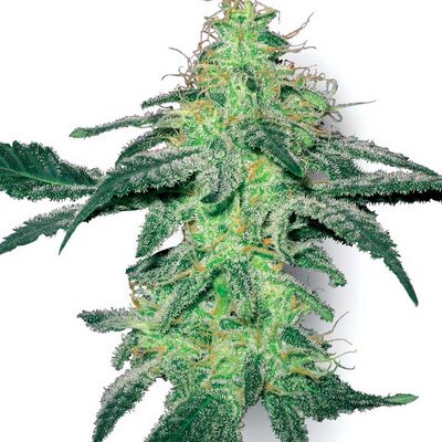 White Skunk