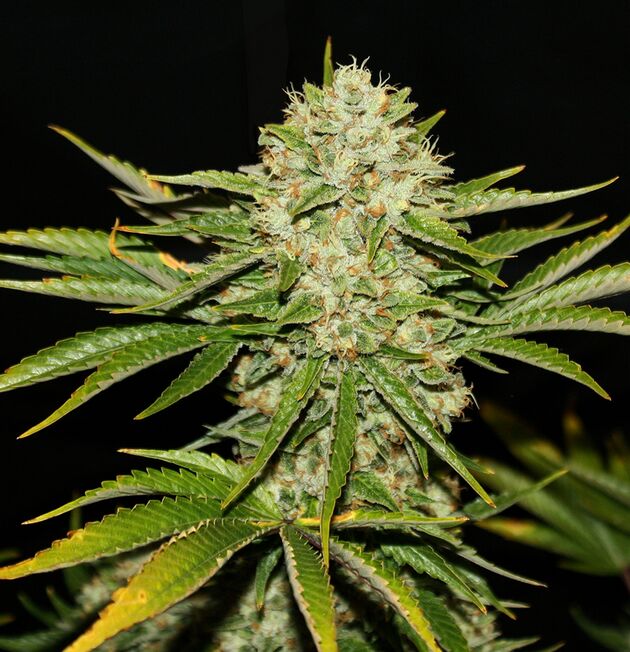 Graines de cannabis Wreckage Régulier de T.H. Seeds pour intérieur et extérieur – image 3
