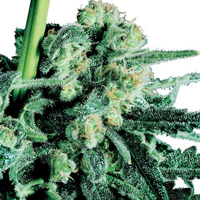 Sensi Skunk