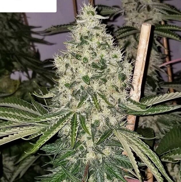 Cannabissamen Hunza Valley 91 Regulär von Lucky Dog Cannabis Co. für Indoor und Outdoor – Bild 6
