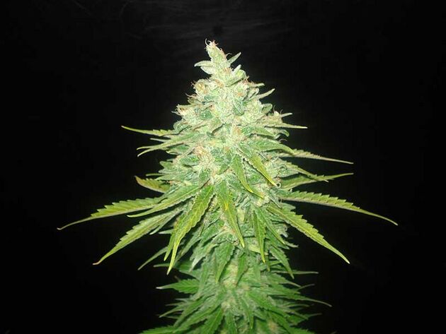 Cannabissamen Afghan Kush x Black Domina feminisiert von World of Seeds für Indoor und Outdoor – Bild 2
