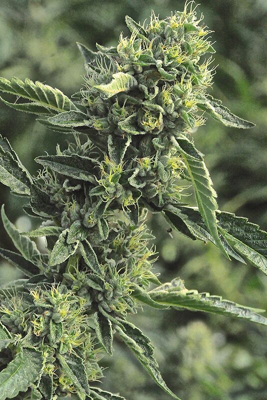 Graines de cannabis OG Kush féminisées de Humboldt Seed Org. pour intérieur et extérieur – image 2