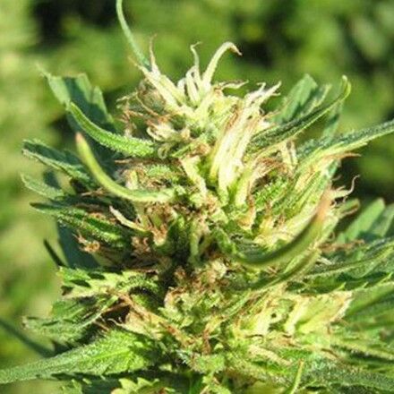 Graines de cannabis Super Skunk féminisées de Nirvana pour intérieur et extérieur – image 2