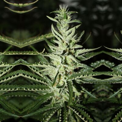 Somali Taxi Ride Regular