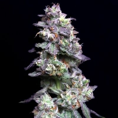 Baked Apple Cherries