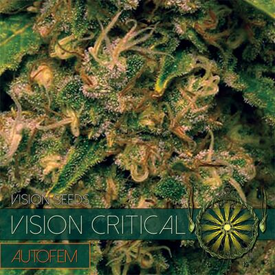 Auto Vision Critical