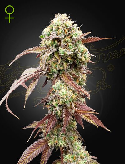 Auto West Coast OG x Gelato 41