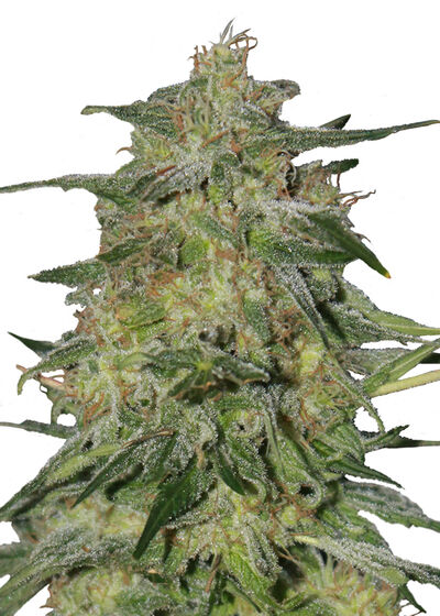 Royal Highness