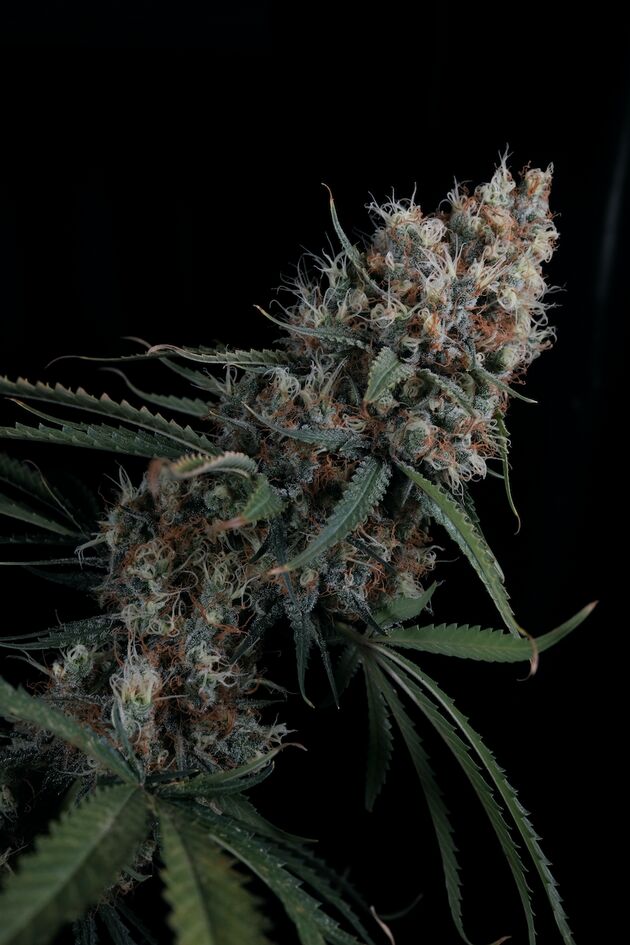 NLX x Courtesy Regular cannabis seeds by Helvetic Seeds for indoor and outdoor – image 2