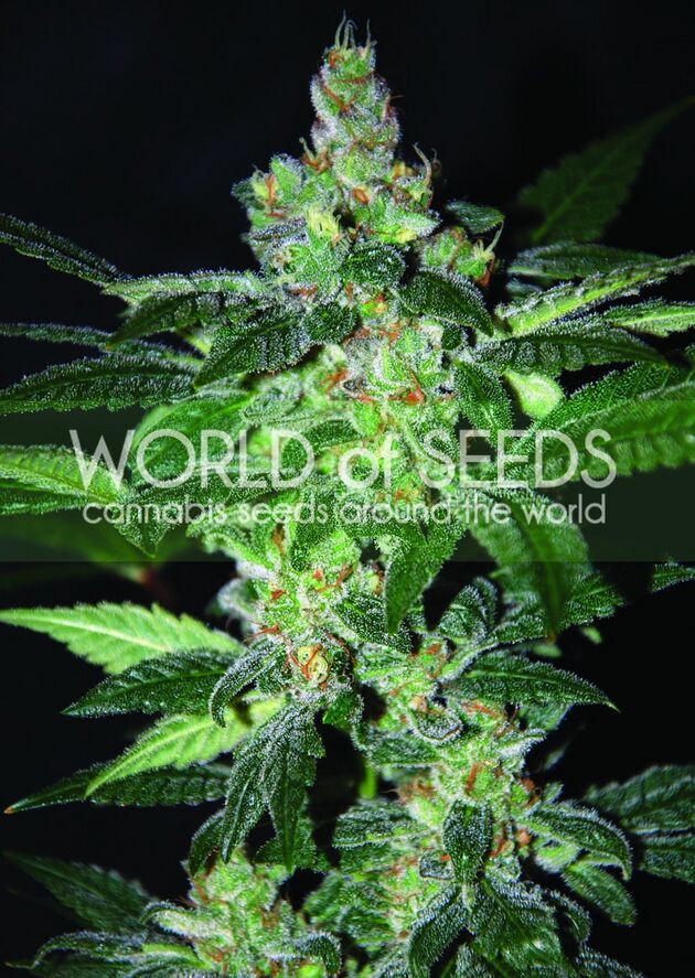 Graines de cannabis Amnesia féminisées de World of Seeds – image 2