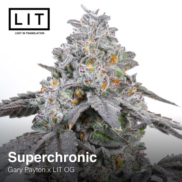 Super Chronic feminised cannabis seeds by LIT Farms – image 3