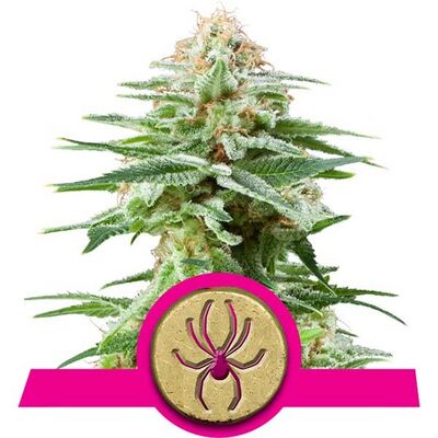 White Widow