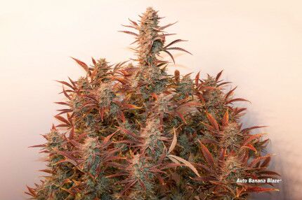 Auto Banana Blaze feminised cannabis seeds by Dutch Passion for indoor and outdoor – image 2