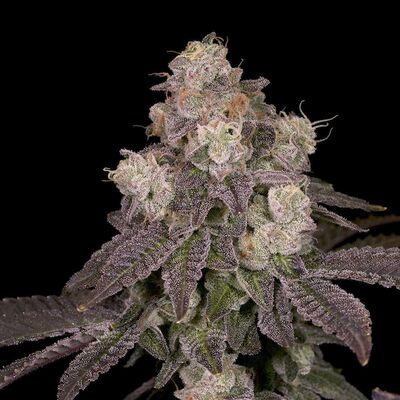 Moonbow 112 IX Regulär