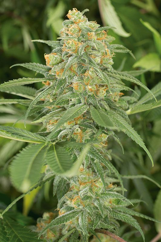 Graines de cannabis Green Crack féminisées de Humboldt Seed Org. pour intérieur et extérieur – image 2