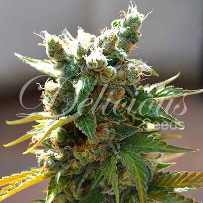 Honeybells
