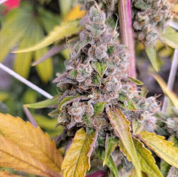 Cannabissamen Diesel Poison Regulär von Lucky Dog Cannabis Co. für Indoor und Outdoor – Bild 3