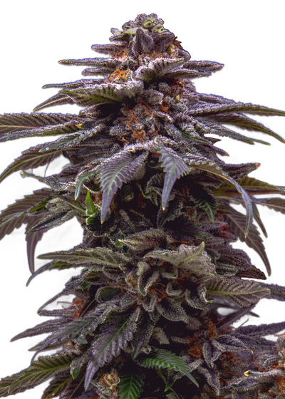 Auto Tropicana Cookies Purple