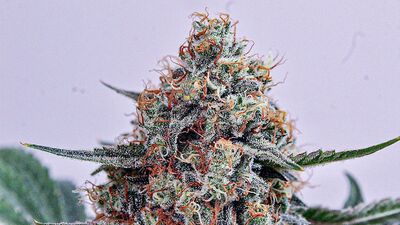 Triangle Skunk Shine Regular