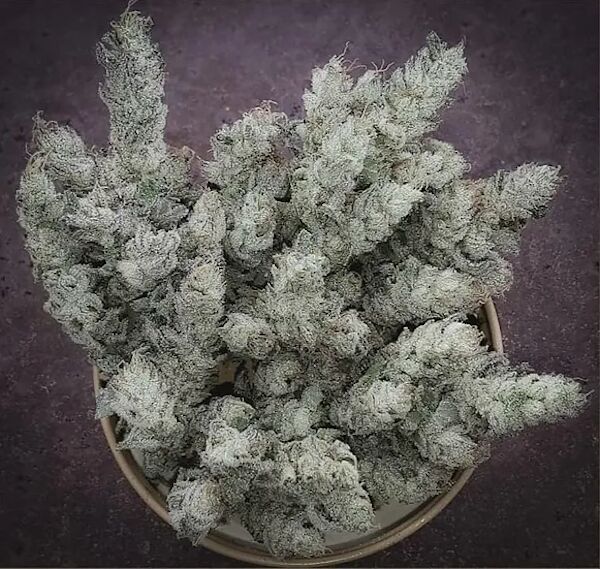 Pink Peanut Regular cannabis seeds by Thug Pug Genetics for indoor and outdoor – image 2