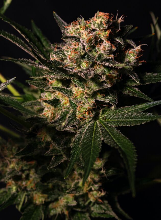 Graines de cannabis Lemon Larry OG féminisées de Helvetic Seeds pour intérieur et extérieur – image 2