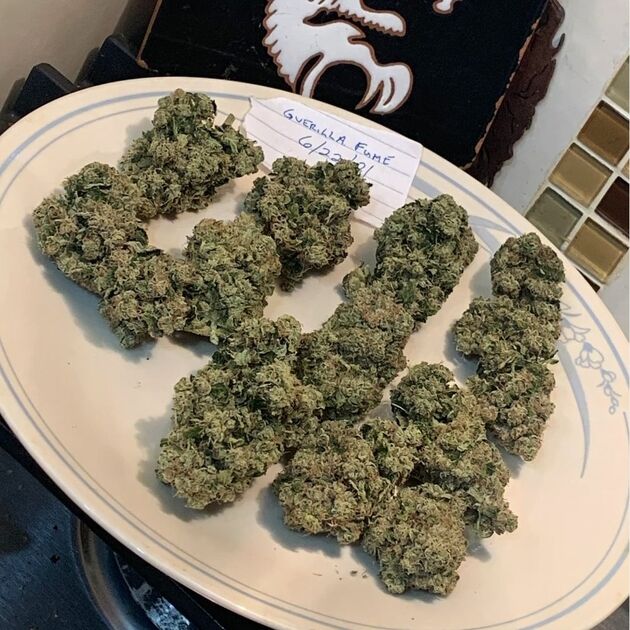 Cannabissamen Guerilla Fume Regulär von Lucky Dog Cannabis Co. für Indoor und Outdoor – Bild 5