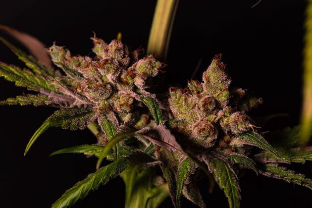 Cannabissamen Gelato 45 feminisiert von Helvetic Seeds für Indoor und Outdoor – Bild 4
