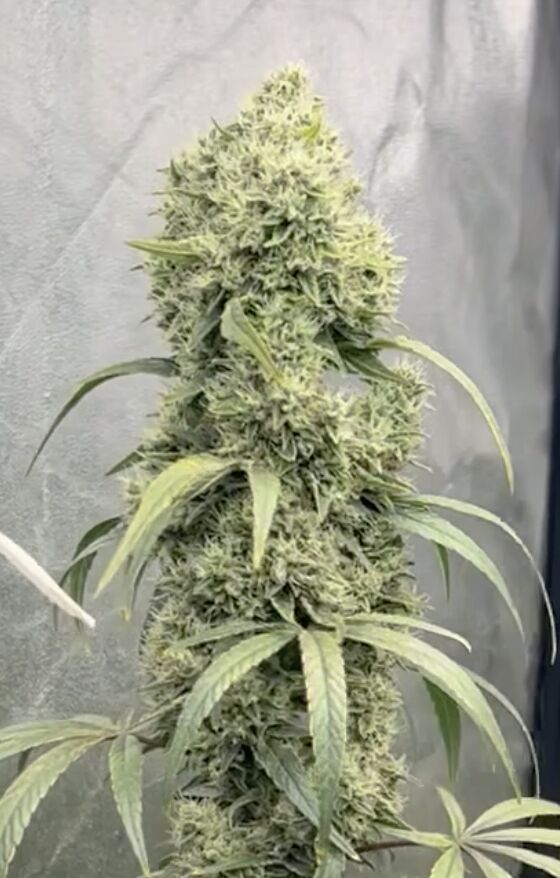 Cannabissamen Cali Tsunami feminisiert von Helvetic Seeds für Indoor und Outdoor – Bild 3