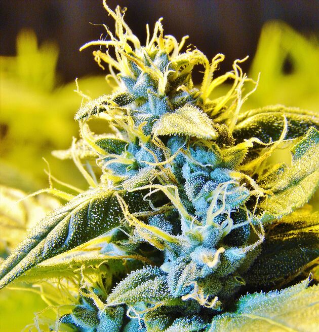 Cannabissamen Auto Northern Hog feminisiert von T.H. Seeds für Indoor und Outdoor – Bild 3