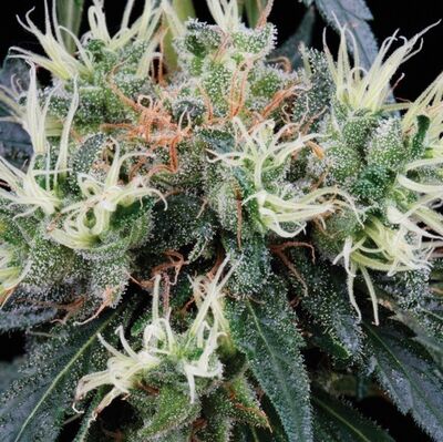 NL5 Haze Mist